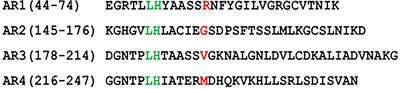 Anaplasma phagocytophilum Ankyrin A Protein (AnkA) Enters the Nucleus Using an Importin-β-, RanGTP-Dependent Mechanism